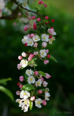 芥茉j采集到聆听花语