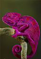 Purple Chameleon: 
