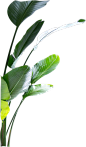 树叶PNG各种各样的植物design