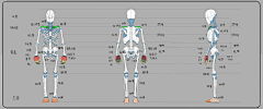 卜算子o采集到人-人体结构/模型/图解