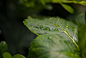 Photograph Hydrangea Leaf by Adam Dalgliesh on 500px