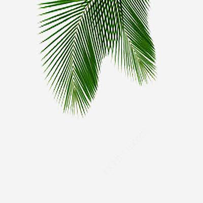 椭圆椰子叶高清素材 树叶 植物 椰子叶 ...