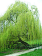 Weeping willow tree