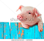 Funny pig hanging on a fence. Studio photo. Isolated on white background.