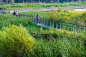 水弹性绿地：哈尔滨文化中心湿地公园——土人设计
