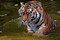 The tiger and water 的图像结果