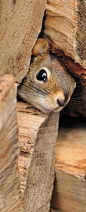 Peeking out from behind the woodpile: 