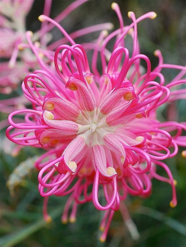 这是神马花。。。。求解