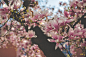 Pink blossom flowers in bloom with big petals in Locarno in Spring