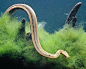 钓鱼蛇Erpeton tentaculatum