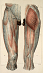 人体肌肉与骨骼
