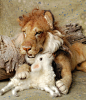 #Needle Felted #Lion #Lamb #March - In like a lion out like a lamb.