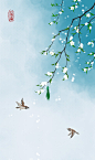 梨花似雪伴双雀