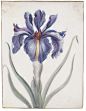 an iris ||| still life ||| sotheby's l11040lot64cq8zh