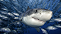 Animals sharks fishes water underwater sea life ocean swim tropical predator teeth fangs face wallpaper | 1920x1080 | 25985 | WallpaperUP