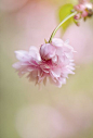 春天的花，花瓣樱桃，樱桃
spring flowers, cherry blossoms and cherries.