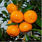 【舜泉水果】国产蜜桔 蜜桔 国产时令新鲜水果 桔子 橘子 _微海汇