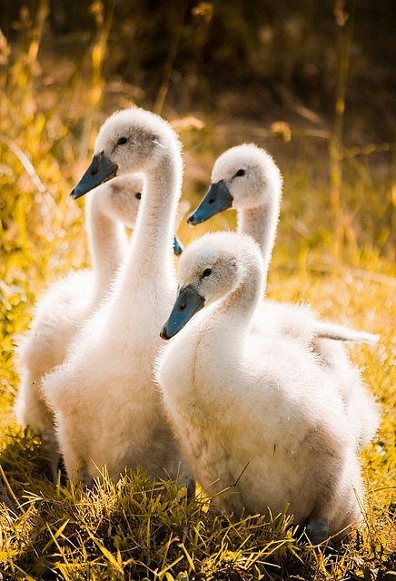 <3 Goslings, such as...