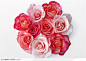 多色玫瑰花图片素材，玫瑰花卉造型高清图片，粉色的玫瑰背景图片