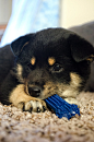 Shiba Inu Puppy by KeypersCove