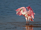 粉红琵鹭 Platalea ajaja 鹈形目鹮科琵鹭属
Pretty In Pink  !!!! by Judylynl Malloch on 500px