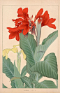 Canna from Chigusa Soun Flowers of Japan Woodblock Prints 1900