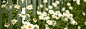 Flowers Near Fence Twitter Cover & Twitter Background | TwitrCovers