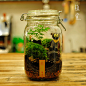 植觉 苔藓微景观绿植 【生活】苔藓生态瓶