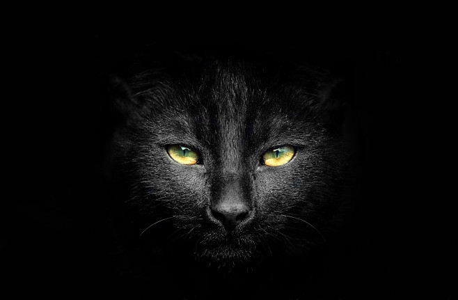 Photograph Black cat...