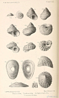 各种螺的壳参考，手绘、刺绣都适用-《地质系第三纪软体动物名录》 ​​​​