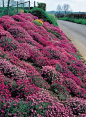 For the ditch? Ground cover plants such as Aubrieta are excellent for steep banks - they suppress weeds, help stabilise the soil and are low maintenance.