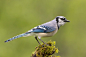 Blue Jay by Elizabeth  E. on 500px