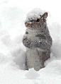 积雪覆盖的松鼠 - 太可爱了！