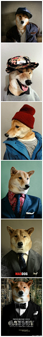 Vogue服饰与美容狗狗也能当模特？Bodhi是一只来自于纽约的3岁小柴犬，也是Menswear Dog Blog的当家模特哟。创办者为它穿上时髦的男装并搭配帽子、领带等配饰,展示各种型男风格，偶尔还会来个cosplay~看腻了有型的帅哥模特,不如看看汪星人如何演绎时尚吧！[狗]