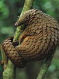 funkysafari:<br/>Pangolin Climbing a Tree<br/>by George Steinmetz<br/>