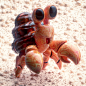 AMBER-3D动物角色设定/寄居蟹