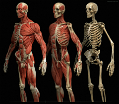 iEj1eno2采集到人体骨骼