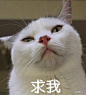 猫猫表情包_360图片