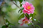 全部尺寸 | Camellia japonica　　'Egao' | Flickr - 相片分享！