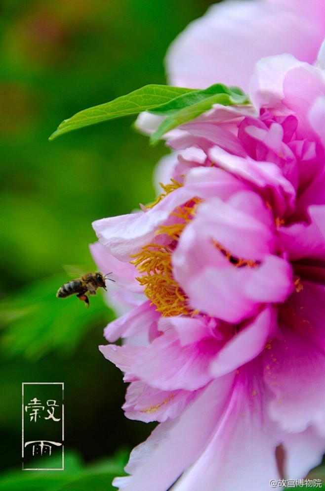 紫禁城 【谷雨】春季最后一个节气。俗话说...