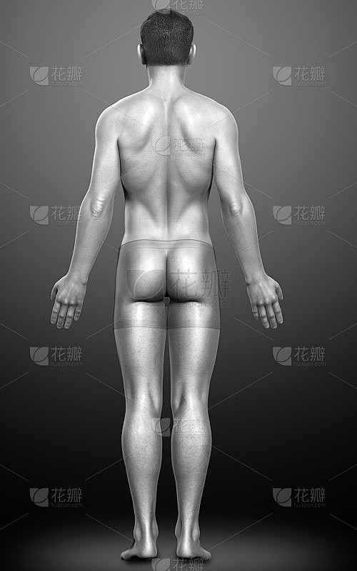 男性身体的3d渲染图