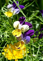 三色堇，学名：Viola tricolor L.堇菜科植物，花期4-7月。三色堇为波兰的国花。为什么有三种颜色？据神话中说，堇菜花本是单色的，由于女神维纳斯处于嫉妒心的鞭打，流出汁液才染成了三种颜色，故称为三色堇。花语：白日梦，思慕，想念我。据说每一个见到三色堇的人，都会有幸福的结局哦。