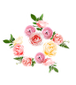 @冒险家的旅程か★
png植物 花朵 鲜花 绿叶 花环 水彩 手绘 彩铅 小清新 插画