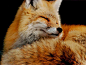 美国华盛顿州雷尼尔火山上的一只小狐狸