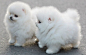 Two fluffy, white puppies standing together in the street.