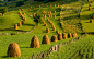 Pasture in Mânăstirea Humorului, Bukovina, Romania 
© Photononstop/SuperStock; 