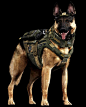 Dog of War: Meet 'Call of Duty's' new barkout star: 