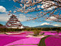 魔法般的粉红色樱花季 自然摄影 自然 粉红色 樱花 春天 日本 旅行日记 旅行 国家地理杂志 唯美 