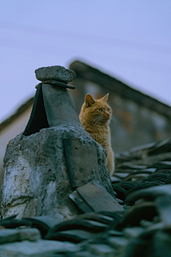 琴子欧尼采集到Photography and cats