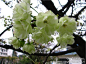 绿樱花十分罕见，绿樱花呈粉嫩的淡绿色，靠近花蕊部分呈白色。